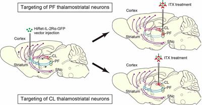 Thalamostriatal System Controls the Acquisition, Performance, and Flexibility of Learning Behavior